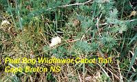 20-whitebogflower 