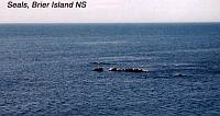 5-seals 