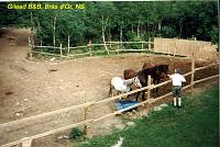 7-gilead-dt-horses 