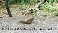7-redsquirrel-ground