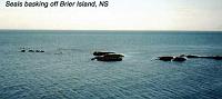 brierisland-2 