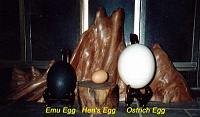 eggs