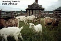 fortress-5 
