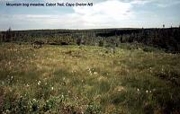 mtmeadow 