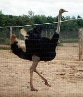 ostrich