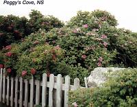peggysroses A few more snapshots around Peggy's Cove.
