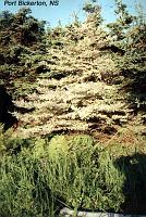 portbickerton-tree