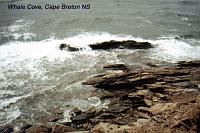 whalecove-1 