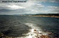 whalecove-2 