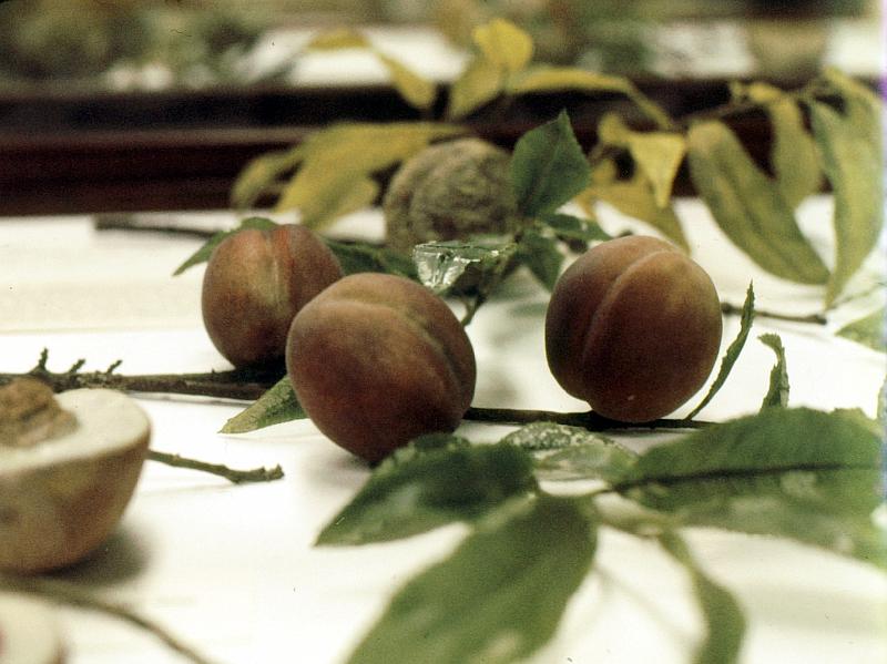 03-peaches Don't these peaches look real?