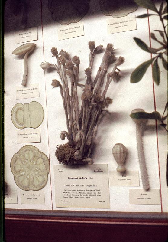 08 Indian pipe fungus.