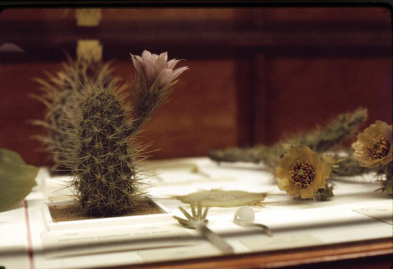 09 We have a live cactus that looks just like this.