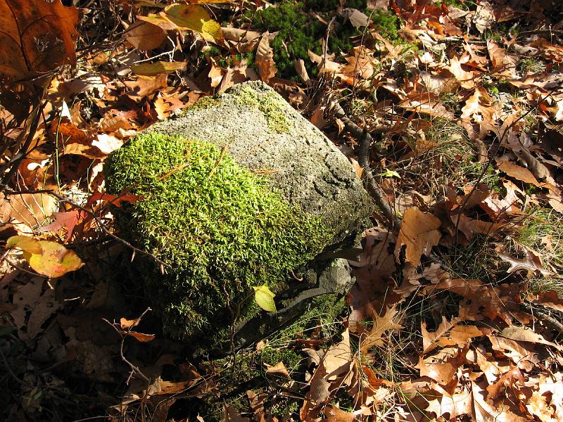 IMG_0654 This is one of the pilings our cabin had stood on. The scrapped dam project made the area the Delaware Water Gap National Recreation Area, and at least spared it the ravages of 