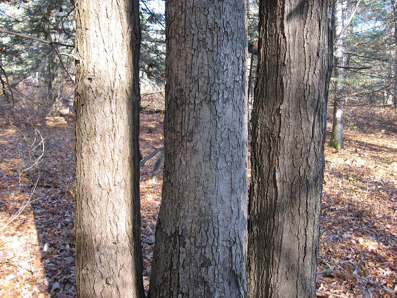 IMG_0661 On the path from our land to 