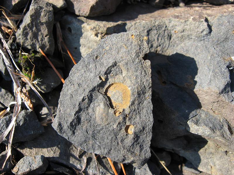 IMG_0665 A fossil brachiopod (look the word up in Wikipedia); about 550 million years old.