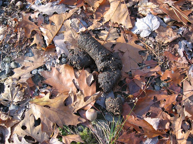 IMG_0670 Bears live in the area too. This answers the old question...