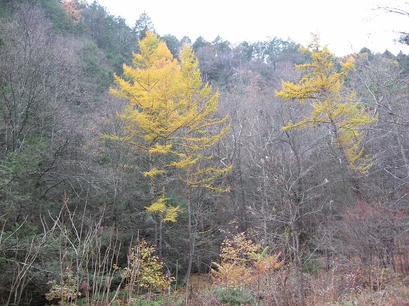 IMG_0705 Beautiful late foliage.