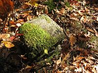 IMG_0654 This is one of the pilings our cabin had stood on. The scrapped dam project made the area the Delaware Water Gap National Recreation Area, and at least spared it the ravages of 