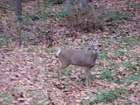 IMG_0725 We saw this 4-point buck as we walked back from Dingman's Falls. Three does were in the woods behind him. They'd been drinking from the creek.