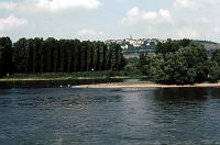 river_poplars_and_swans 