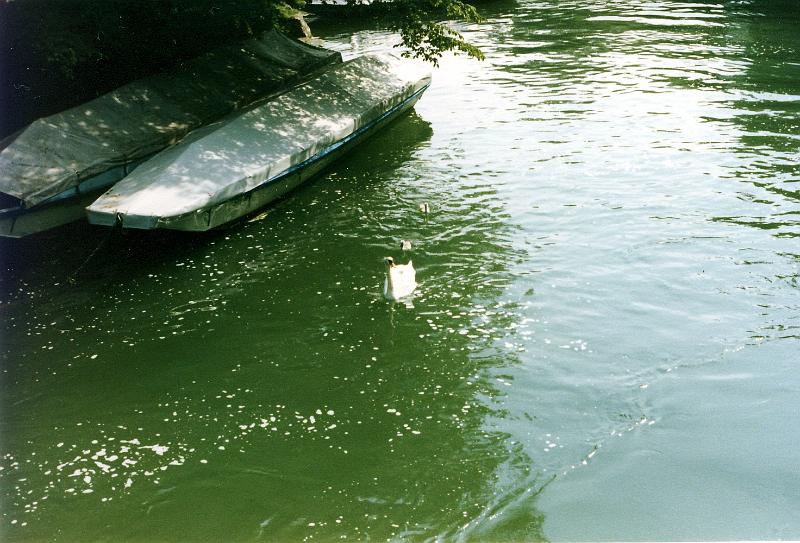 x-11 In a quiet backwater, a swan leading tow cygnets glides past a pair of covered visitor boats.
