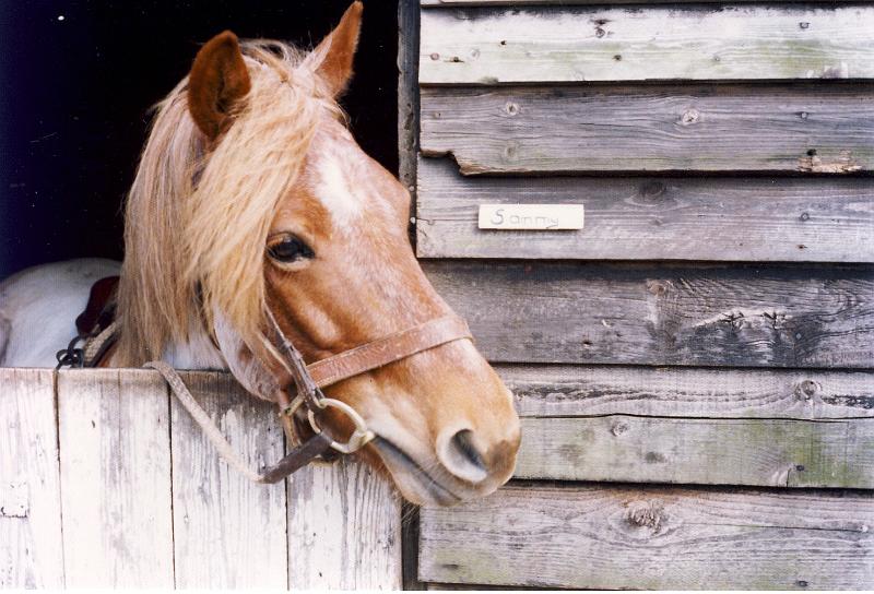 4 We got recreation on a business trip to Cambridge England in 1977, and I elected to go riding.  This is 