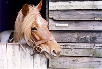 4 We got recreation on a business trip to Cambridge England in 1977, and I elected to go riding.  This is 