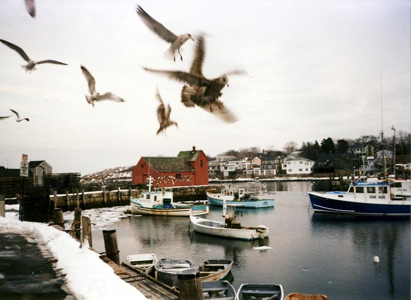 06_motif_number1_gulls 