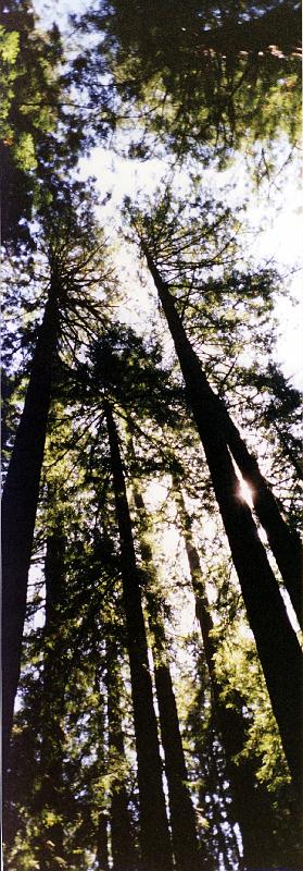 11 Looking up in a stand of young redwood trees in Muir Woods