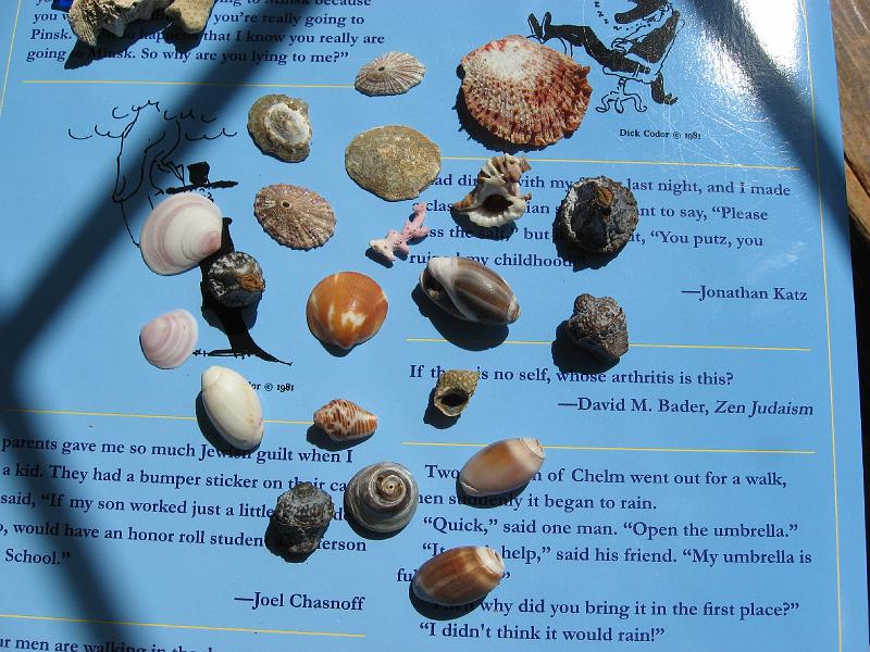 IMG_0602 Shells on book