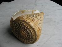IMG_0599 Cone