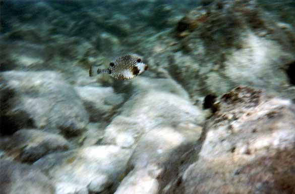 cowfish Cowfish have a pair of horns on their head.  With their natural protection, they're quite tame, swim slowly, and can nearly be touched.