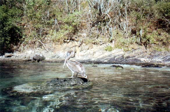 pelican Pelicans will greet you as you come ashore.