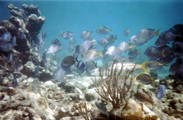tang-yellowtails Tang and yellowtail swim in schools.