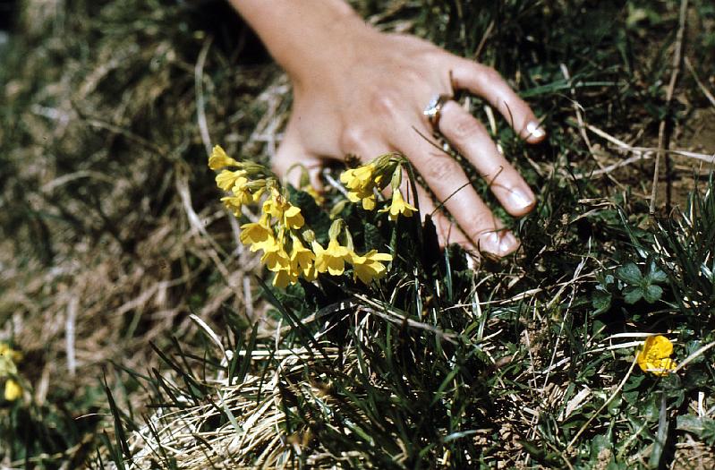 alpine_flower_2 