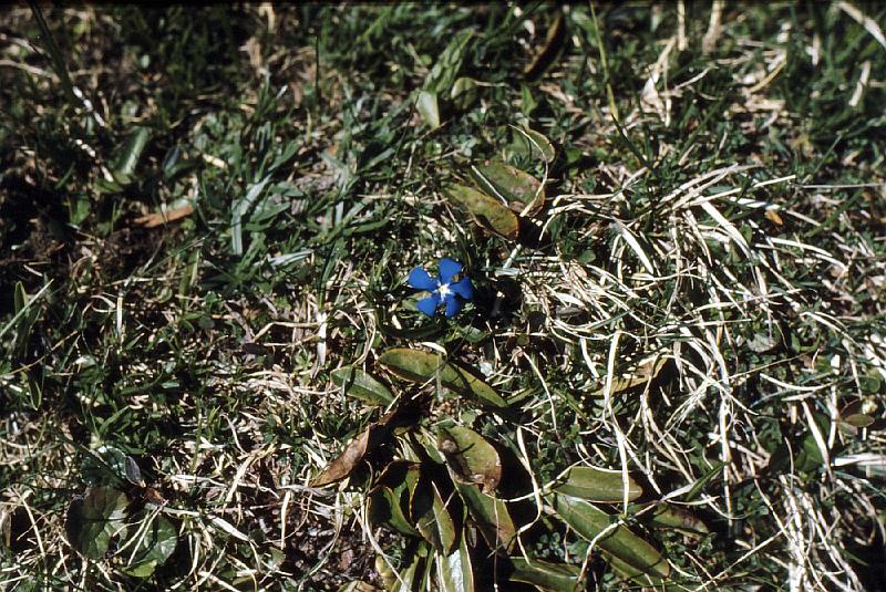alpine_flower_3 