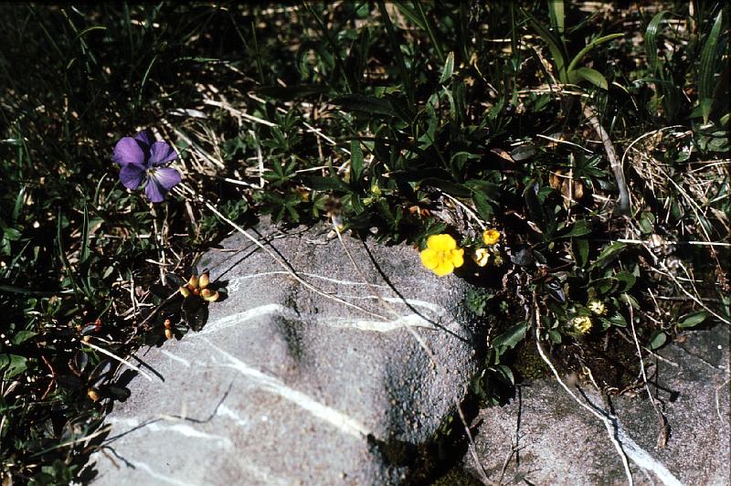 alpine_flower_4 
