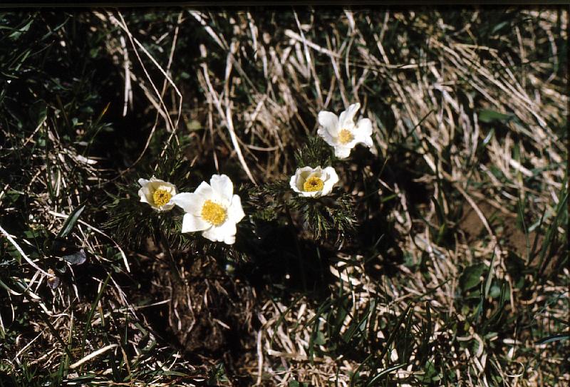 alpine_flower_5 