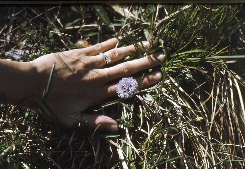 alpine_flower_6 