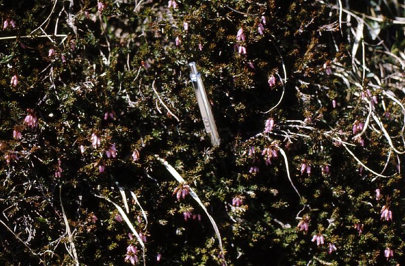 alpine_flower_7 These flowers were so small I used my pen to show their scale.