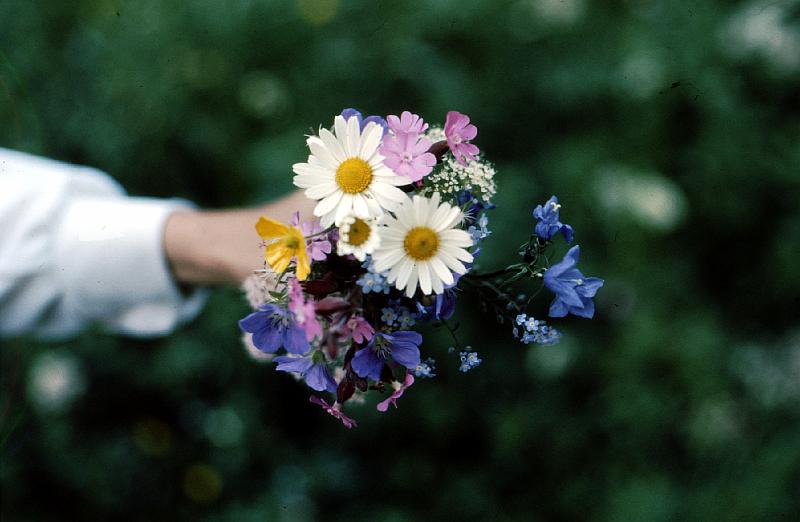 alpine_meadow_boquet An alpine pasture boquet of wild flowers.