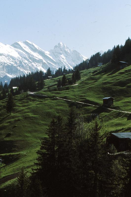 rich_mountain_meadows 