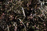 alpine_flower_7 These flowers were so small I used my pen to show their scale.