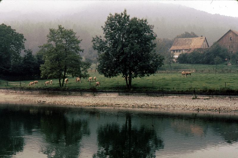 Rhein_cattle From Scahffhausen, above the falls, you can take a postal boat all the way to the Thunersee (German name) or Lake Constance (the French name).  We have a lake and alpine tour on a separate slide show.  We're on our way to Stein am Rhein.