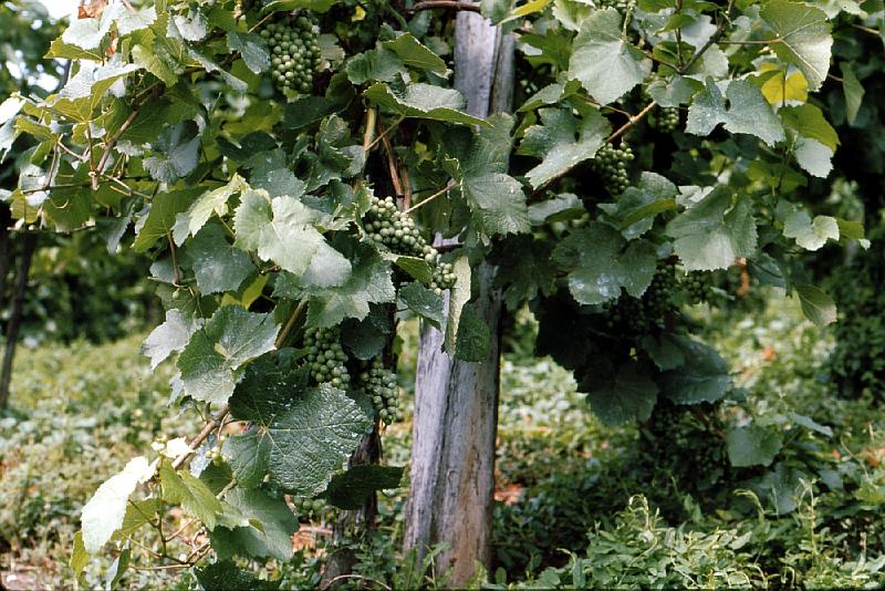Stein_vineyard_fruit Vineyard outside the town
