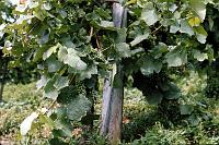 Stein_vineyard_fruit