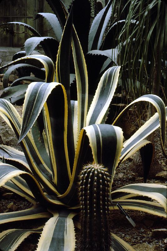 greenhouse_cacti_1 Next we'll tour Schönbrunn Palace and its grounds, starting in the greenhouse.