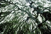 sky_from_under_tree 