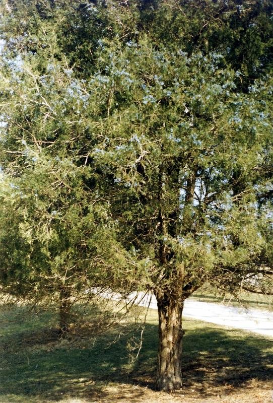 01 Juniper tree