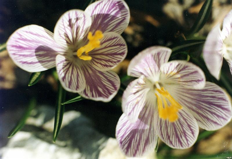 04 Crocuses